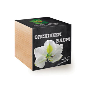 Orchideenbaum im Holzwürfel - "Ecocube" - EcoCube