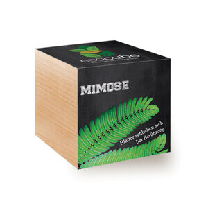Mimose im Holzwürfel im Holzwürfel - "Ecocube" - EcoCube