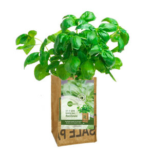 Let it grow - Kräuter-Pflanze - Fairtrade Upcycling - SuperWaste