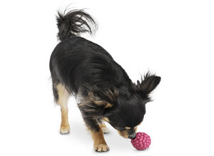 Hundespielzeug Himbeere XS für kleine Hunde - Planet Dog