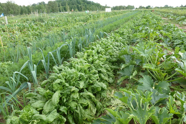 Garten Kaufen Berlin Rudow berlin rudow gem 252 segarten zum mieten meine ernte Garten Kaufen Berlin Rudow berlin rudow gem 252 segarten zum mieten meine ernte