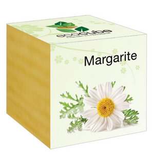 Margarite im Holzwürfel - "Ecocube" - EcoCube