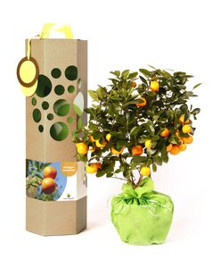 Orangenbaum mit Früchte als Geschenk - SchenkeinBäumchen