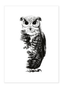 Poster Animal Owl matt - GREENBOMB