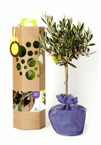 Olivenbaum als Geschenk - SchenkeinBäumchen