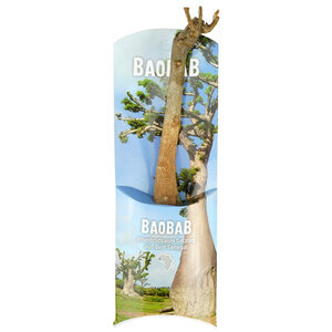 Baobab Setzling - Lebensbaum - S/M - Zimmerpflanze - MyBaobab - Végétaux d´Ailleurs