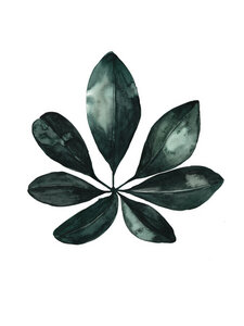 Mantika Botanical Schefflera Blatt - Poster von Christina Wolff - Photocircle