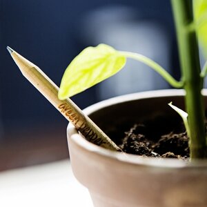 Bleistift zum Einpflanzen - Sprout