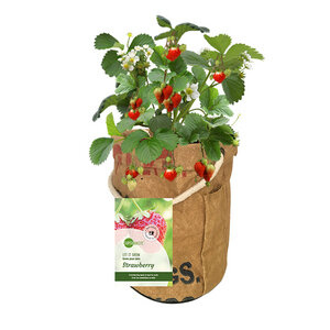 Let it Grow - Veggi & Fruittie - Fairtrade Upcycling - SuperWaste
