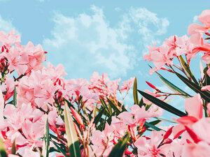 Poster / Leinwandbild - Blush Blossom II - Photocircle