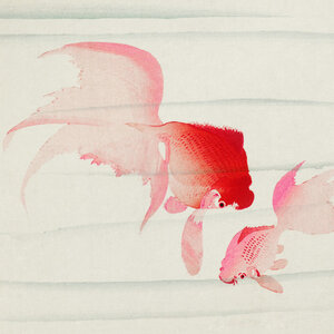 Poster / Leinwandbild - Goldfische von Ohara Koson - Photocircle