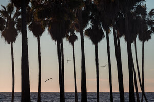 Poster / Leinwandbild - Palm Tree Sunset - Photocircle