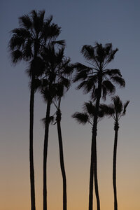 Poster / Leinwandbild - Beach Palms - Photocircle