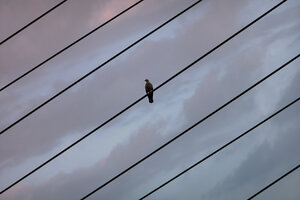 Poster / Leinwandbild - Bird on a Wire - Photocircle