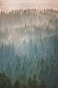 Poster / Leinwandbild - Oregon Forest Fog - Photocircle
