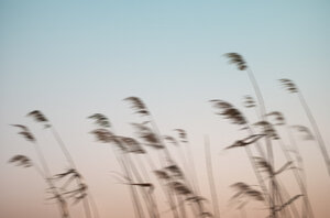 Poster / Leinwandbild - Reeds in the Wind - Photocircle
