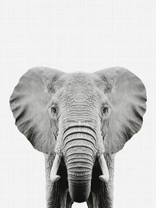 Poster / Leinwandbild - Elephant (Black and White) - Photocircle