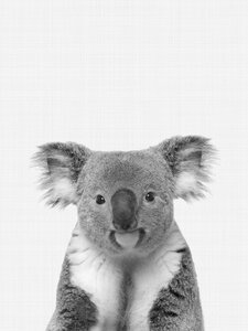 Poster / Leinwandbild - Koala (Black and White) - Photocircle