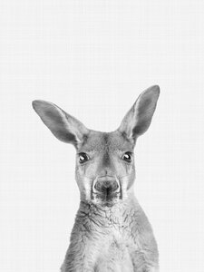 Poster / Leinwandbild - Kangaroo (Black and White) - Photocircle