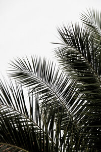 Poster / Leinwandbild - Palm Leaves 3 - Photocircle