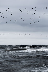 Poster / Leinwandbild - Birds and the Sea - Photocircle