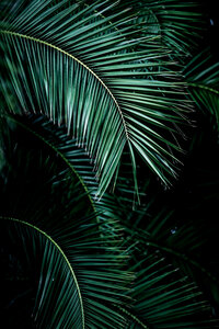Poster / Leinwandbild - Palm Leaves 9 - Photocircle