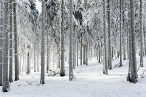 Poster / Leinwandbild - Snowy Landscape - Photocircle