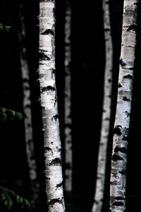 Poster / Leinwandbild - Birch Trees 5 - Photocircle