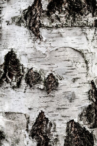 Poster / Leinwandbild - Birch Tree 2 - Photocircle