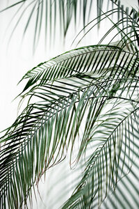 Poster / Leinwandbild - Palm Leaves 21 - Photocircle