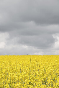 Poster / Leinwandbild - Grey and yellow fields - Photocircle