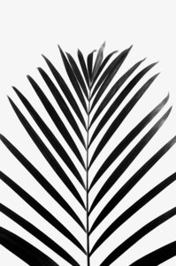 Poster / Leinwandbild - minimal PALM leaf - black & white edition - Photocircle