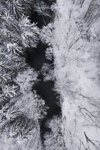 Poster / Leinwandbild - black river through the snowy winter forest - Photocircle