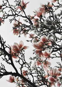 Poster / Leinwandbild - Beautiful Blush Magnolia - Photocircle