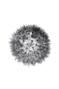 Poster / Leinwandbild - grey GRAFIC dandelion - Photocircle