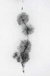 Poster / Leinwandbild - trees at a snowy ICE STREAM - Photocircle