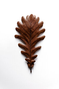Poster / Leinwandbild - SHAPES - grafic oak leaf - Photocircle