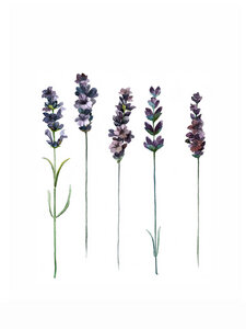 Poster / Leinwandbild - Mantika Botanical Lavendel - Photocircle
