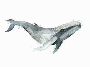 Poster / Leinwandbild - Sea Life - Humpback Whale - Photocircle