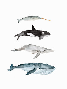 Poster / Leinwandbild - Sea Life - Whales - Photocircle