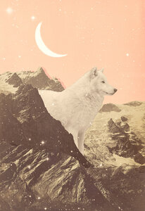 Poster / Leinwandbild - Großer weißer Wolf in den Bergen - Photocircle