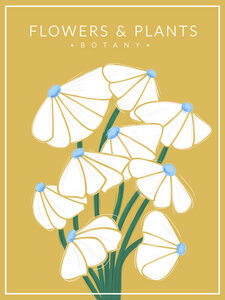 Poster / Leinwandbild - White Flowers - Botany no2 - Photocircle