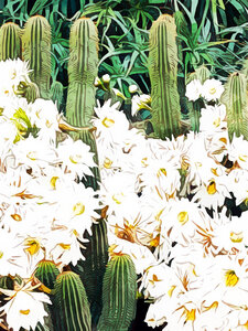 Poster / Leinwandbild - Cactus & Bloom - Photocircle
