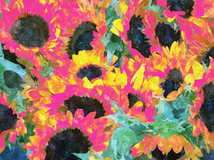 Poster / Leinwandbild - Pink Sunflowers - Photocircle