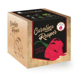 Chilipflanze "Carolina Reaper" im Holzwürfel - EcoCube
