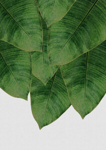 Wandbild / Kunstdruck / Poster / Leinwand - Banana Leaf III - Photocircle