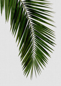 Wandbild / Kunstdruck / Poster / Leinwand - Palm Leaf I - Photocircle