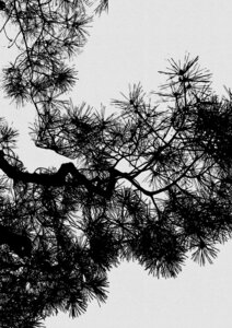 Wandbild / Kunstdruck / Poster / Leinwand - Pine Tree Black & White - Photocircle