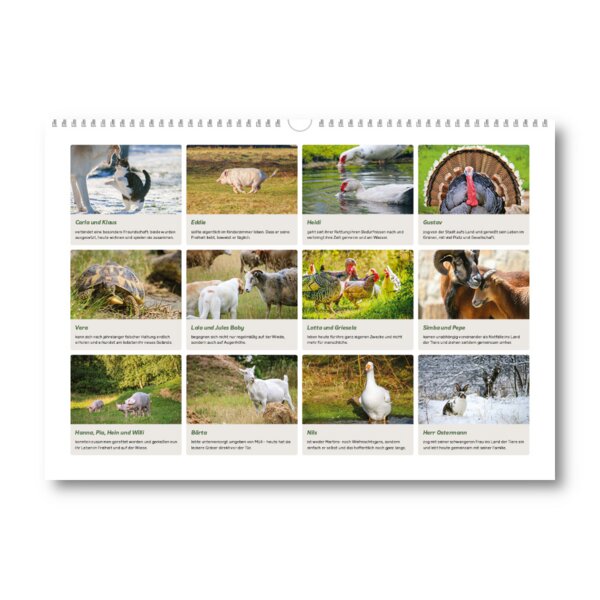 roots of compassion - Wandkalender Tiere einfach leben lassen - 100 % 