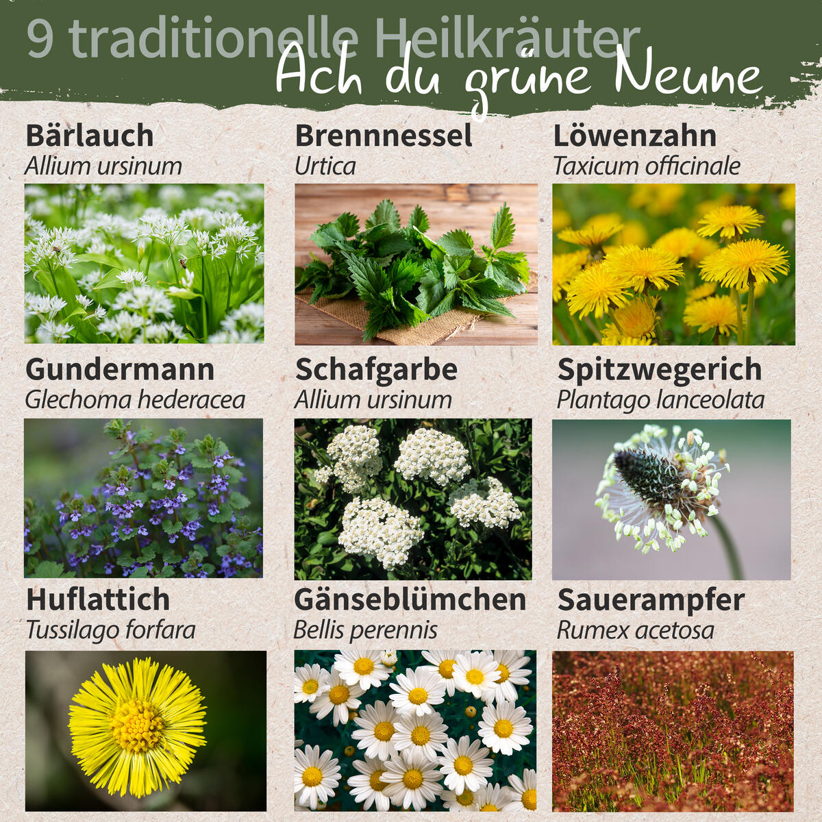Little Plants Bio Saatgut Set Ach du Grüne Neune! 9 Heilkräuter hohe Keimrate samenfest
